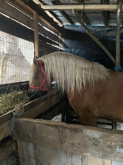 Vand armasar de 7 ani cu acte in regula