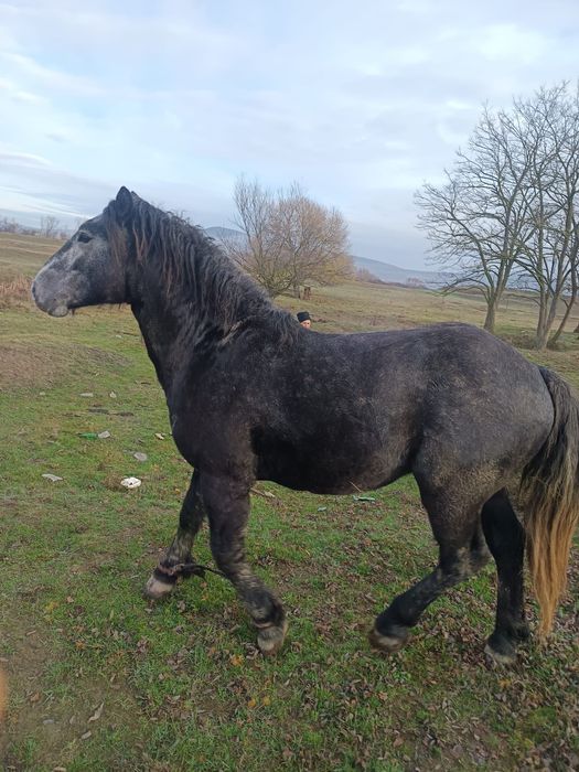 Vând mânz de doi ani