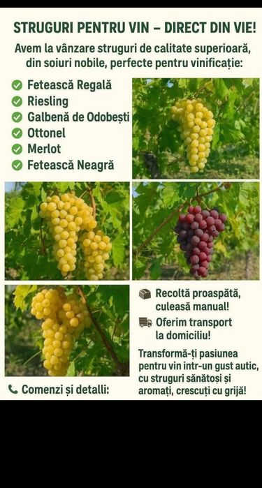 Struguri de vin livrăm în toată țara