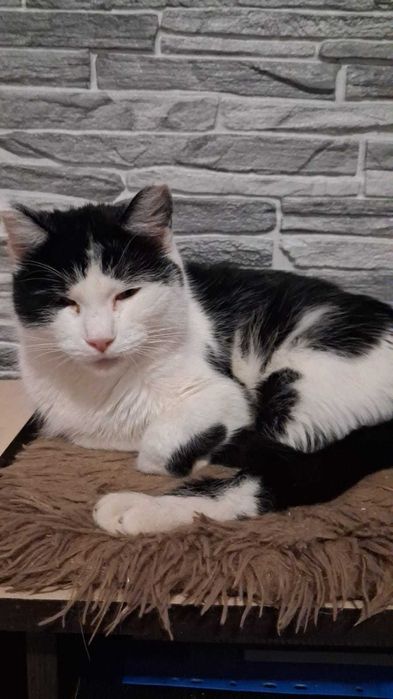 Кошечке нужна семья.