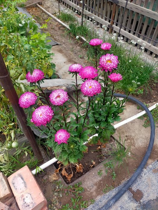 Дача ПК Здравница