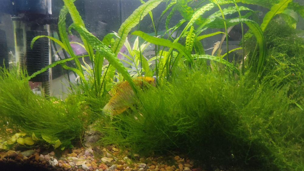 Продам аквариум 65 литров полностью