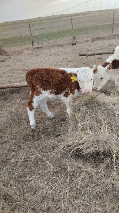 Продам теленка .