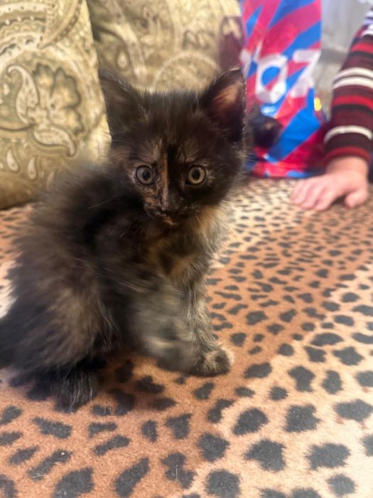 Отдам котенка в добрые руки!