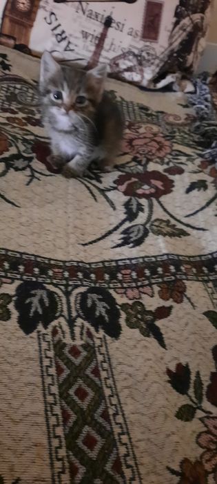 Отдам даром котят