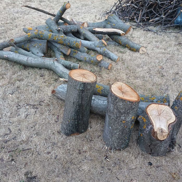 Трупи от орех трупи от орех