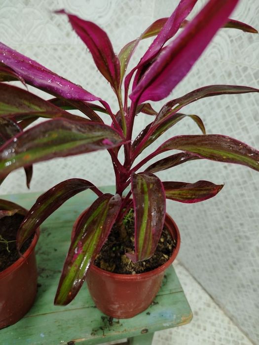 Продажа комнатных цветов, Ташкент, Gullar sotiladi, Gul