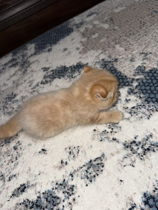 Shotlandskiy mushukchalar