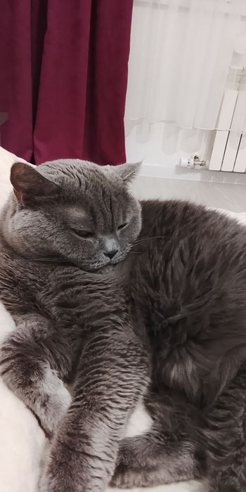 Кошку,британской породы