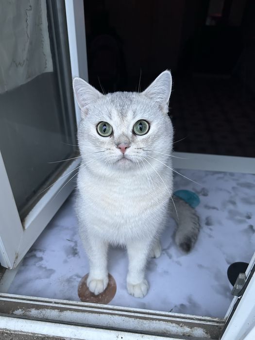 Продам котенка шотланского