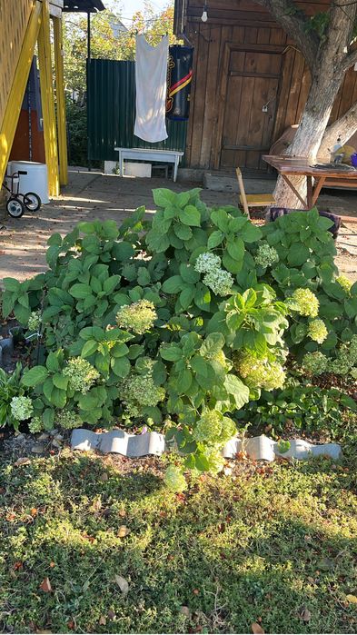 Продам древовидную гортензию