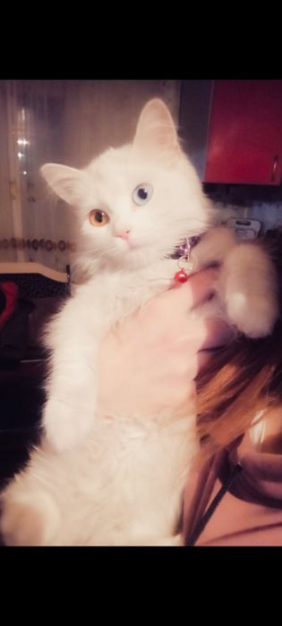 Отдам кошку в хорошие руки