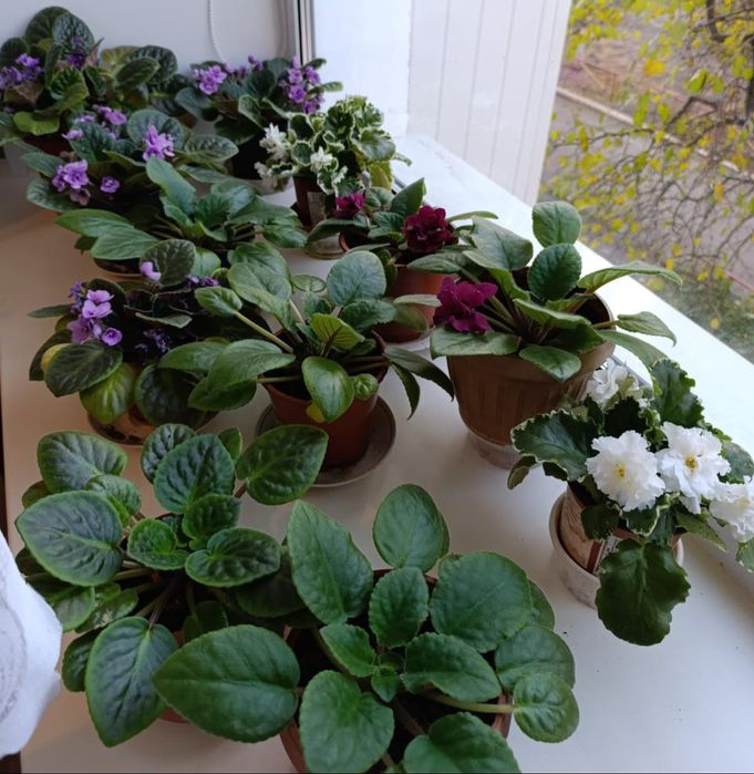 Домашние цветущие фиалки.