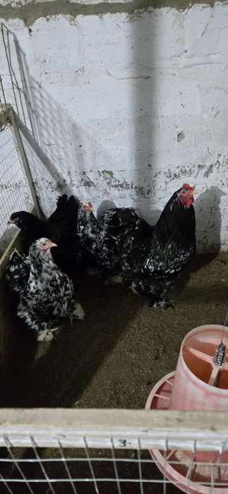 Жужа ва тухумлари