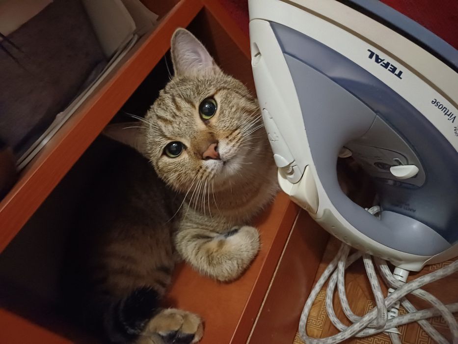 отдам кота в хорошие руки