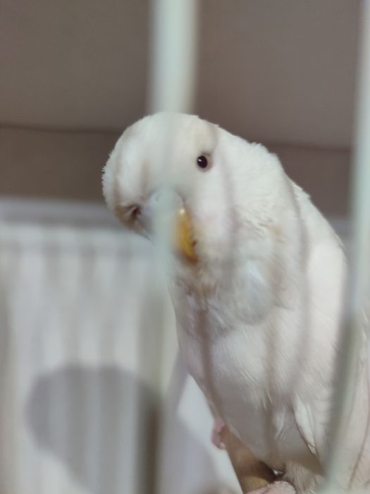 Изложбени папагали