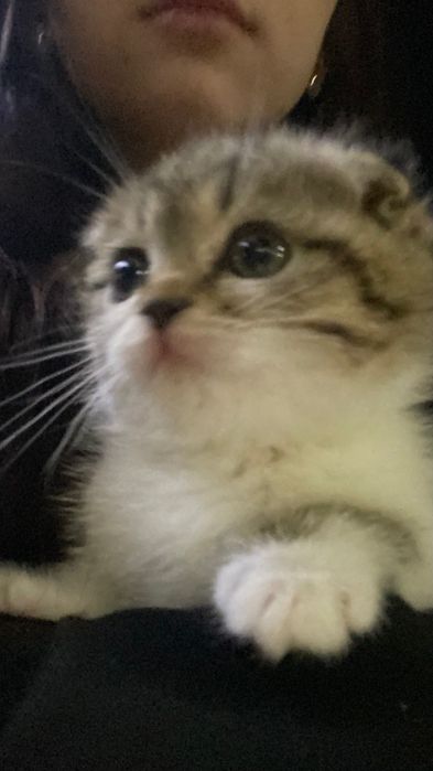 Шотландская кошка