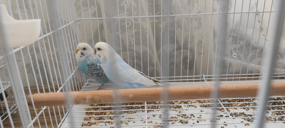 Продаётся пара волнистих попугаев