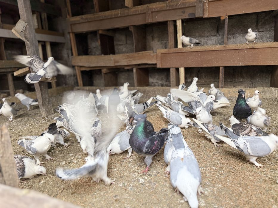 Porumbei Misirlii de vânzare – (Craiova )