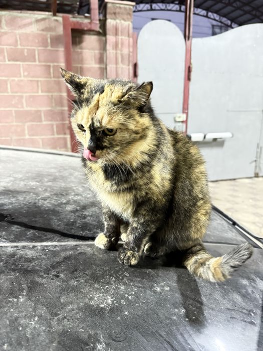 Стерилизованная кошка