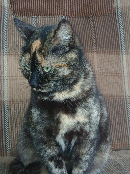 Pisicuta pentru adopție