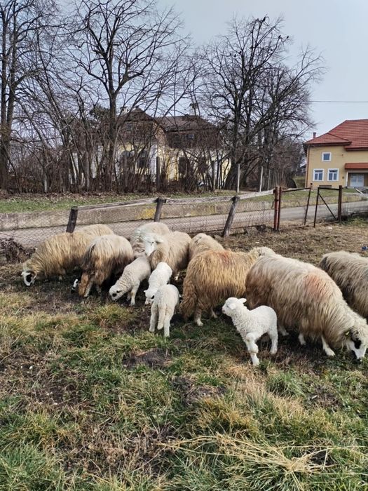 Vând 10 oi cu miei