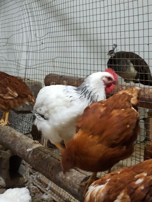 Продам молодых петухов