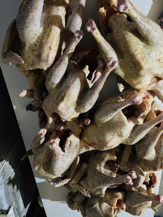 Домашняя индейка