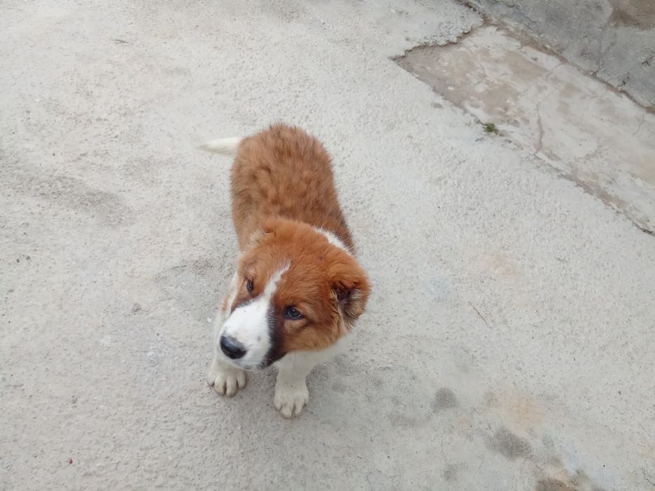 Продаётся щенок Алабая