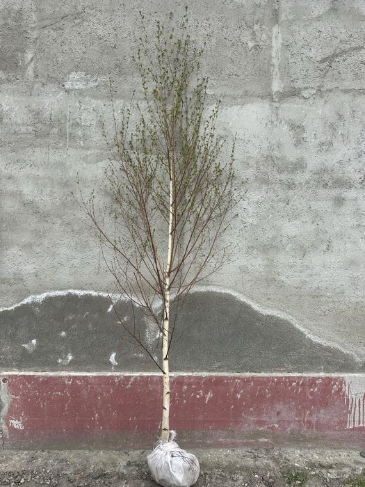 Copaci / Platan / Mesteacan cu coaja alba / Catalpa