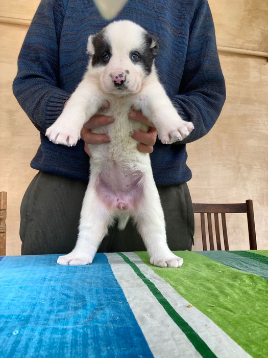 Щенок Туркменского Алабая ( девочка )