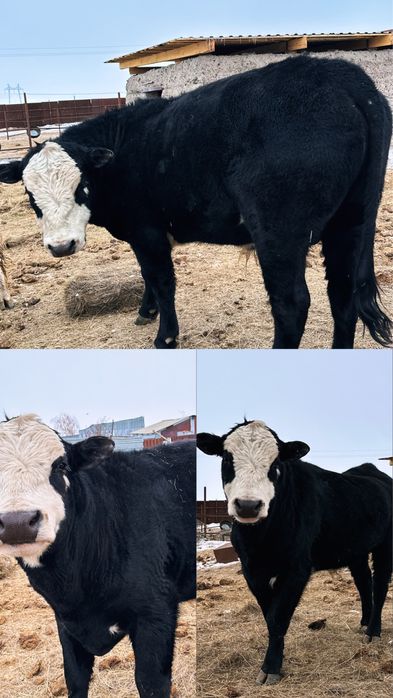 Продается Бык МиккиМаус