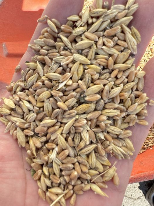 Продам зерно в пешках