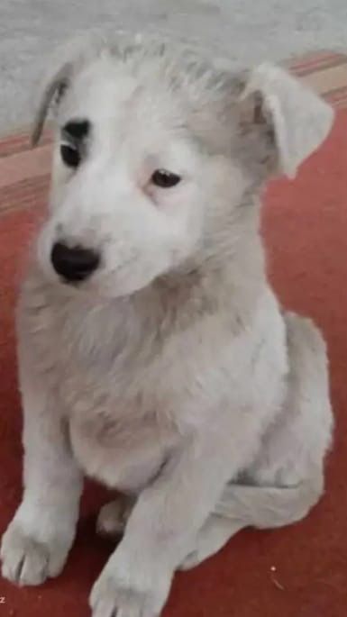 Щенки крысоловы девочки