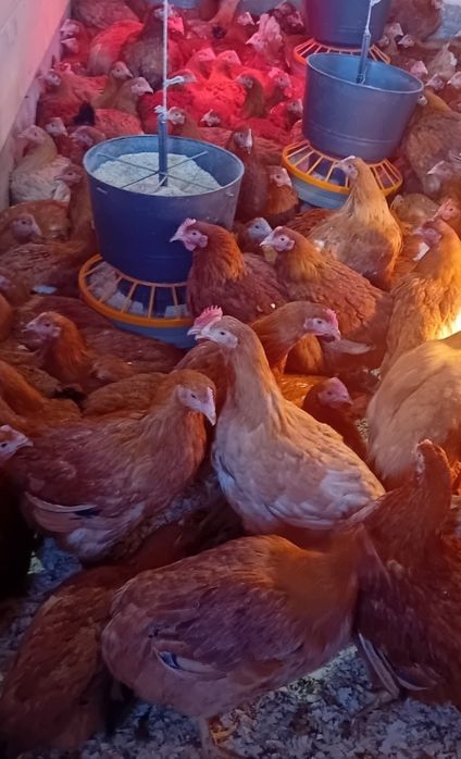 De vanzare puikute rasa mixta si pui