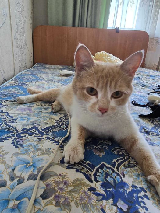 Кошечка ищет дом
