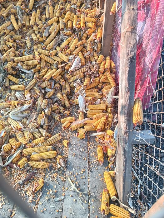 Кукуруза в початках