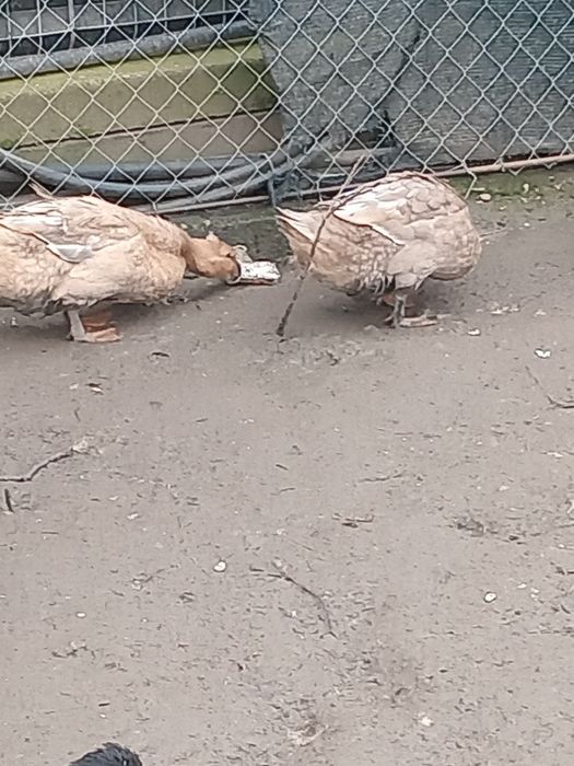 Rate roien de vinzare