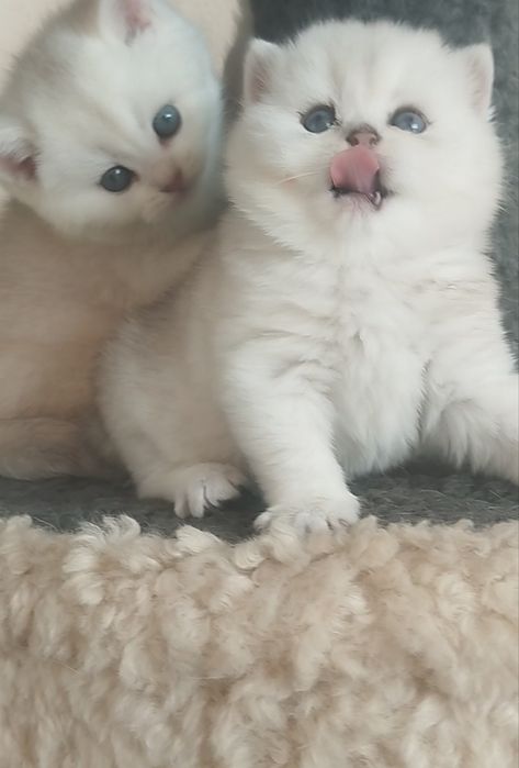 Сотилади Британский Шиншилла Чистокровный Угл &Киз бола