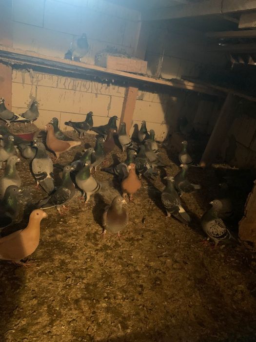 Vànd porumbei voiajori