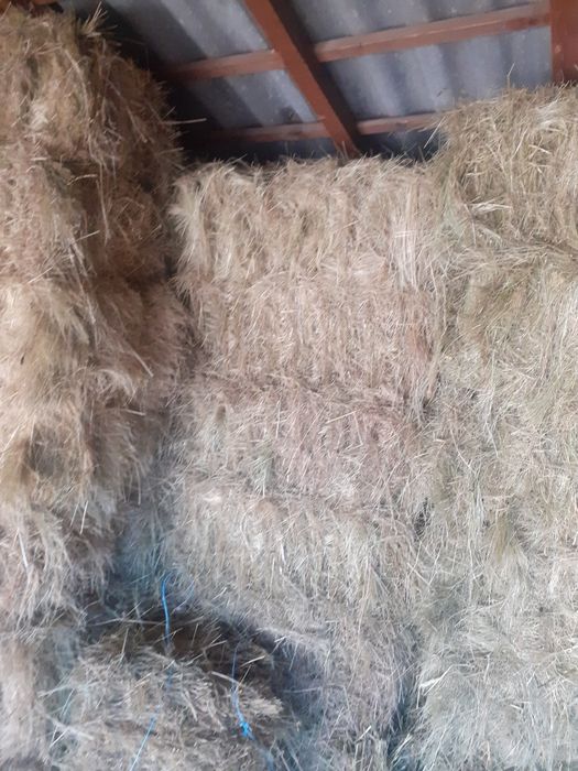 Baloti de fân de vânzare