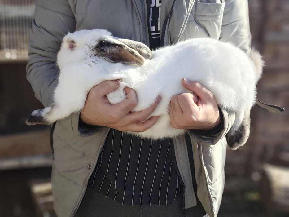 Кролик Самец рабочий