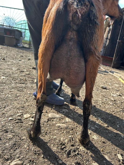 Iezi alpini francezi puri