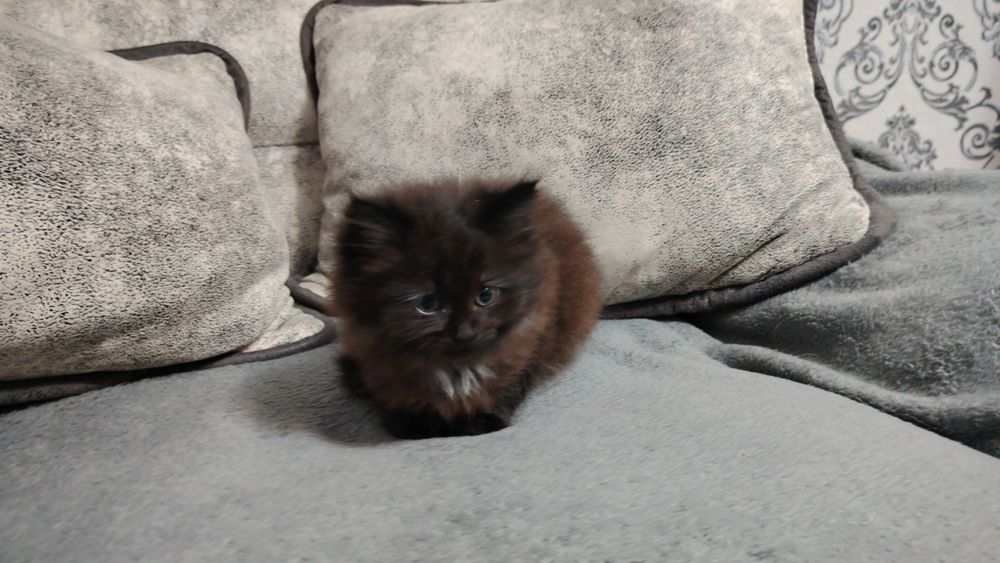 Отдадим двух котят в добрые руки