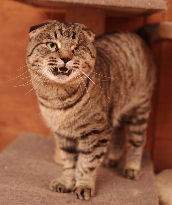 Хомяка красивые срочно