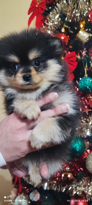 Померанче момиче