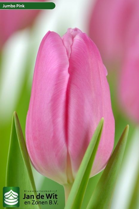 Тюльпаны с Голанских луковиц