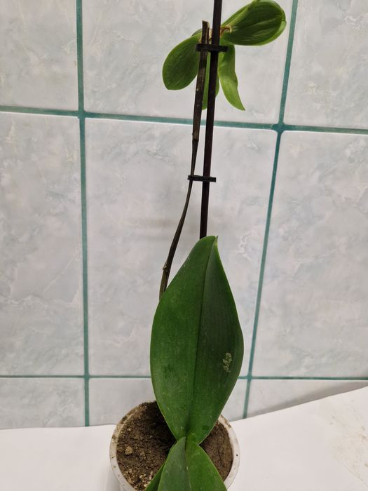 Plante pentru apartament pret mic