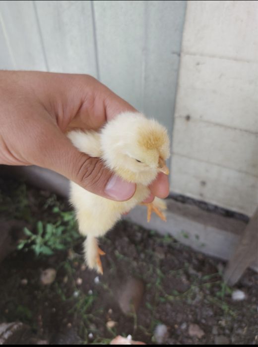 Цыплята брамы суточные