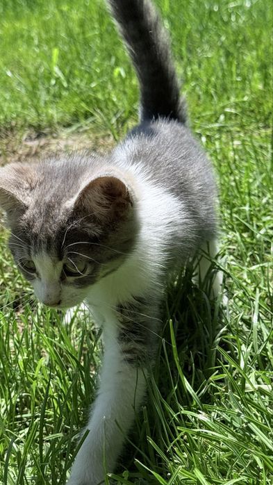 Котенок ищет дом срочно!!